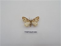 藏品(尺蛾162)的圖片